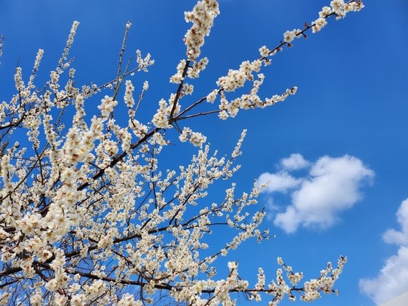青い空と満開の梅の花と・・。サムネイル