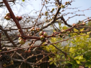 こおり餅サムネイル