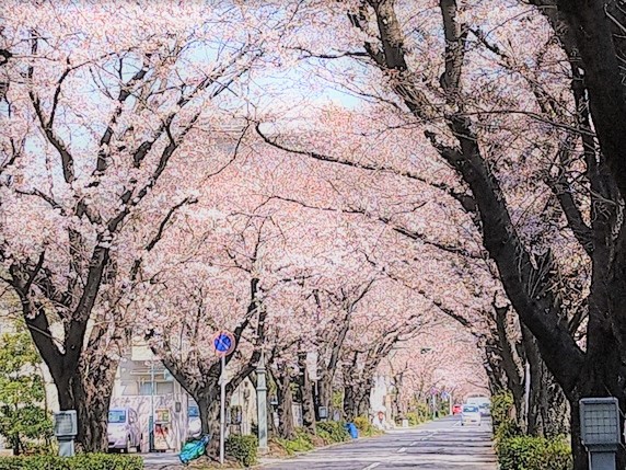 桜咲いたね。サムネイル