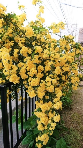 いい天気。サムネイル