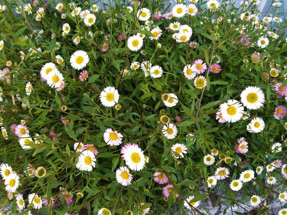 小さな花に・・。サムネイル