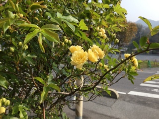 真子様　おめでとうございます。サムネイル
