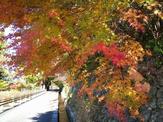 紅葉サムネイル
