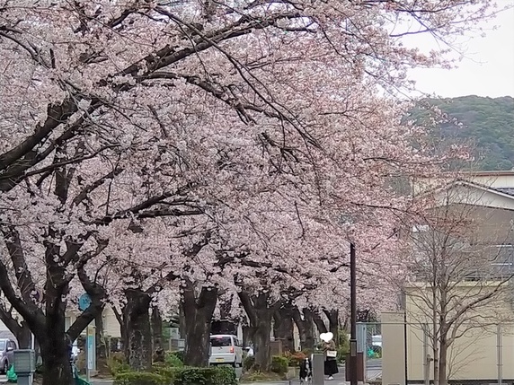 花曇りの下で・・。サムネイル
