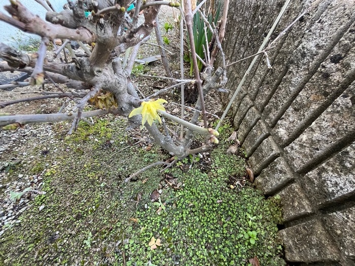 春はそこまで・・。サムネイル