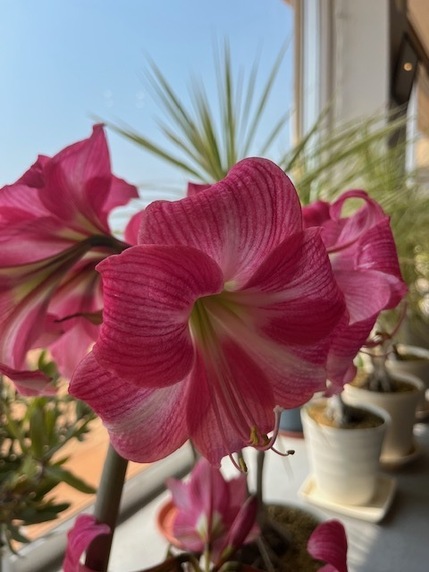 いろんな花が咲きそろい。サムネイル