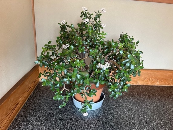 金のなる木に花が咲くサムネイル