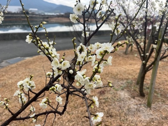 記念樹サムネイル