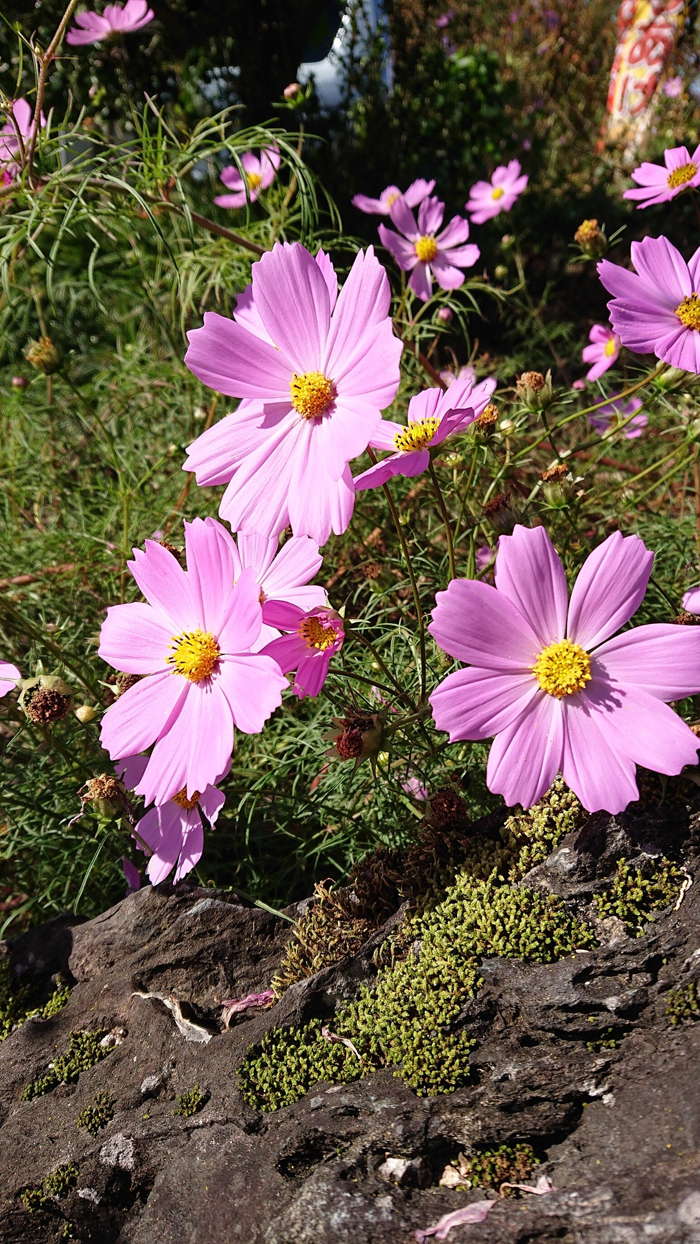 コスモスの花のよう。サムネイル
