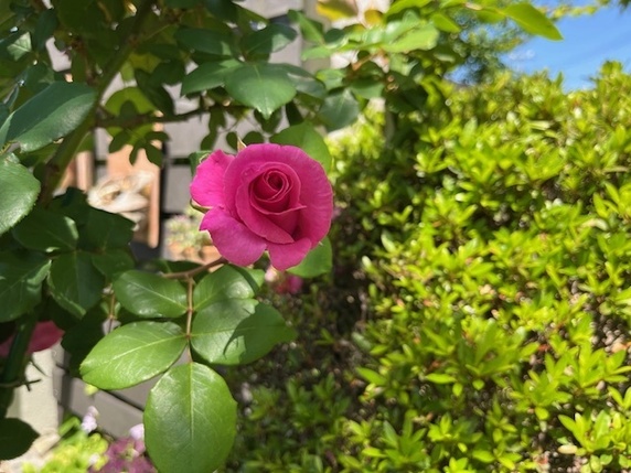 バラの花と上棟と・・。サムネイル