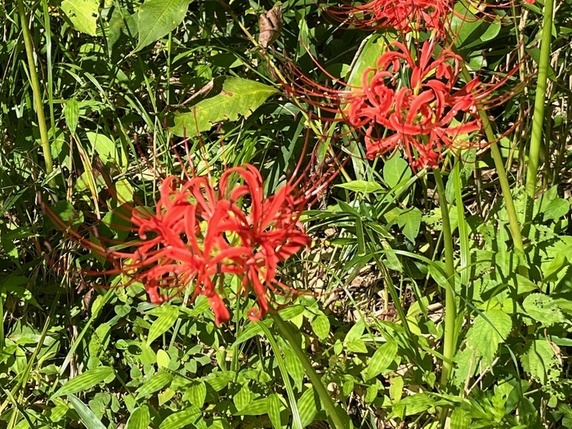 曼殊沙華サムネイル