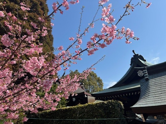 辰尾神社の河津桜サムネイル
