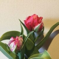 春になるまで・・。サムネイル